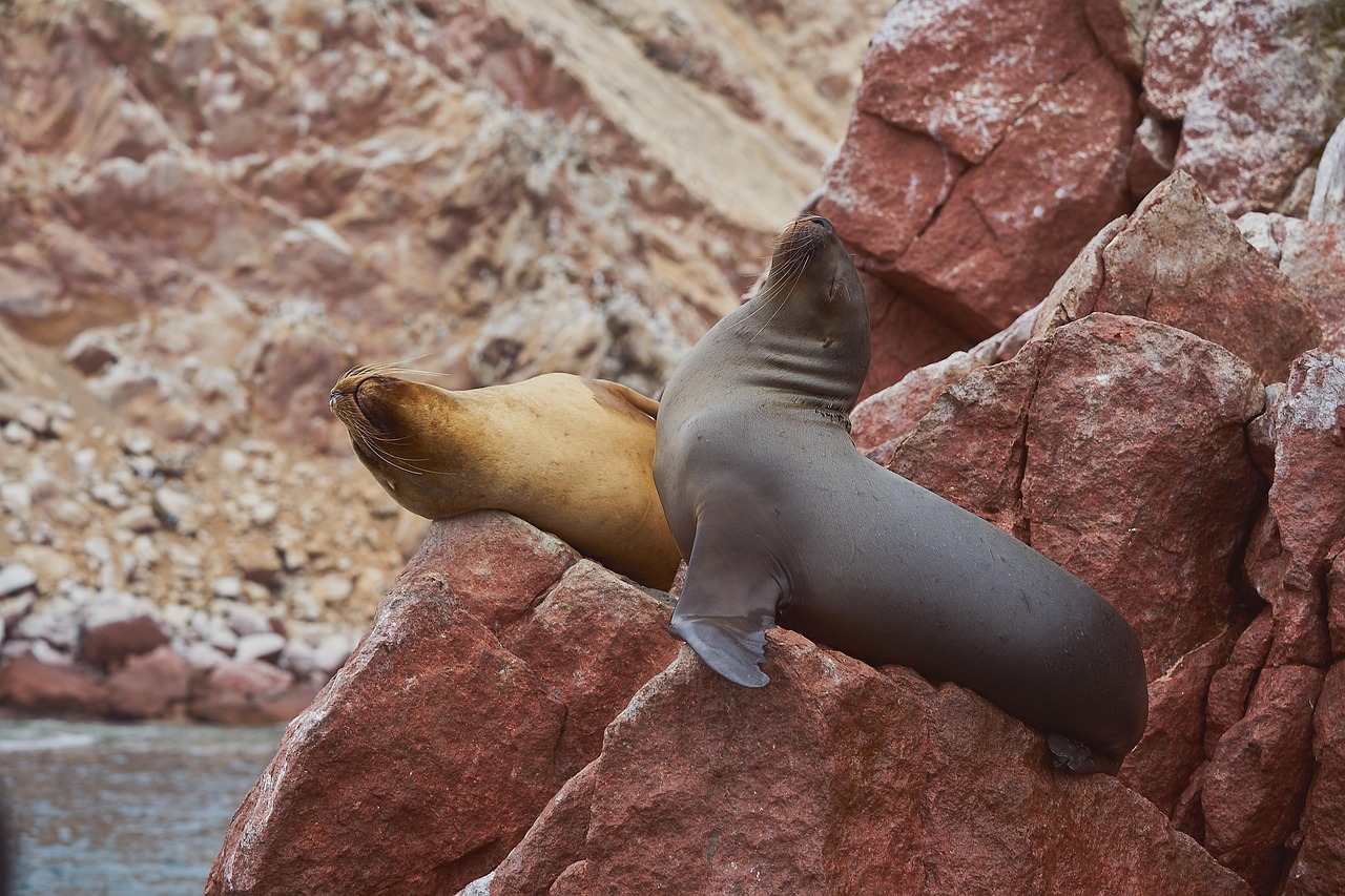 tour islas ballestas en paracas